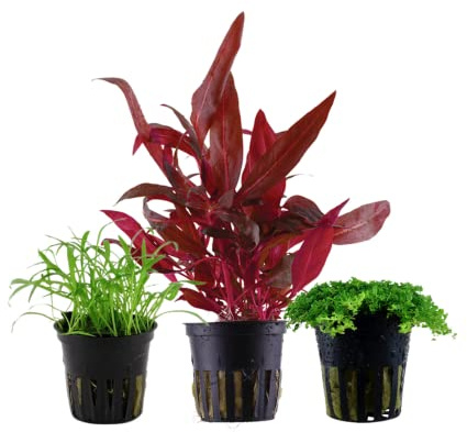 AquaOne Plantes d'aquarium I 3 plantes aquatiques I Premier plan Plantes d'aquarium I Lilaeopsis Alternanthera Hemianthus I Lot de 3 plantes de premier plan
