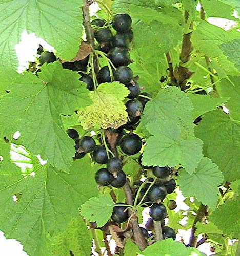 1 Radicati di Taglio Consort Ribes Nero Seeds ONLY
