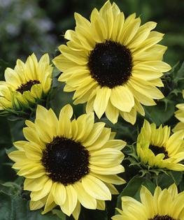 GIRASOLE MOONSHINE GIALLO LIMONE NR.200 SEMI