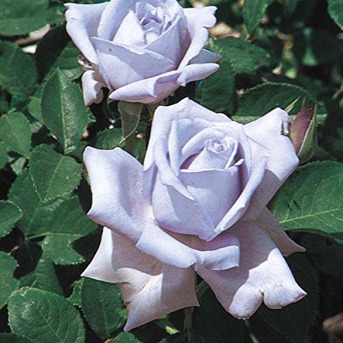 BRECK'S - Blue Girl Dormant Bare Root Hybrid Tea Rose, Includes one Plant per Order