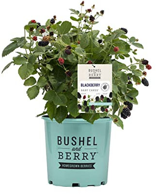 Zarzamora Natural la Planta Perfecta para un Huerto Casero Lleno de Sabor y Nutrición