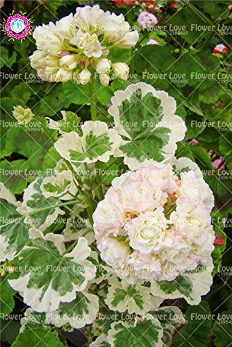 Graines De Fleurs De Rhododendron Fraîches À Planter En Blanc Ensemble De 100 Pièces