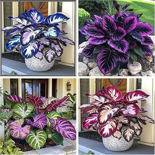 Brillante Hosta Bulbi, piante erbacee perenni, Hosta Bulbi grande, Ambiente paesaggistico, Hosta in vaso, profumate, pianta Hosta(Non artificiali)-4 Bulbi-A