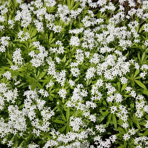 waldmeister, grünpflanzen heilkräuter exotische kräutersamen winterharte garten stauden winterhart mehrjährig geschenke 1000samen