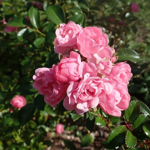 Vivai le Georgiche - Pianta vera di Rosa The Fairy Perle Rose - vaso Ø 15 cm