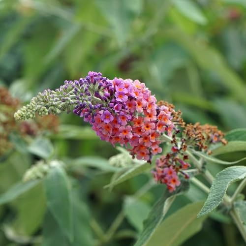 Buisson papillon Buddleja davidii Flower Power – Fleurs oranges-violettes – 3 plantes – 1 m² – Respectueux des papillons – 17 cm de hauteur 30 cm