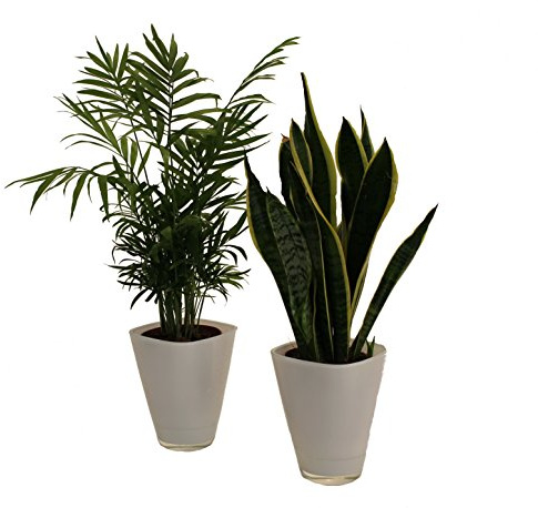 Dominik Blumen und Pflanzen, Zimmerpflanzen-Duo, Zimmerpalme und Sanseveria, Dekotopf, weiß