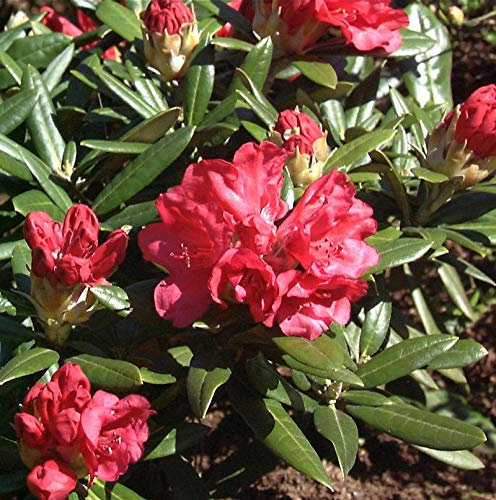 Rhododendron Bohlkens Roter Stern® 25-30cm - Rhododendron williamsianum - lebende Gartenpflanze aus den Baumschulen