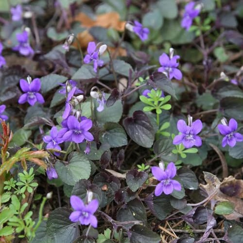 semillas de violetas perfumadas, perenne resistente viola odorata, balcón del jardín de balcón resistentes cobertura del suelo, 80pcs