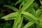 200 semi di menta (Mentha longifolia)
