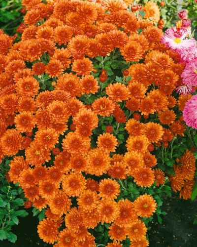 Chrysanthemum x hort.'Bronzekrone' ca. 9x9 cm Topf - Garten-Chrysantheme, bronzefarbene Blüten, Blütezeit Herbst, ideal für Beete und Kübel, pflegeleicht