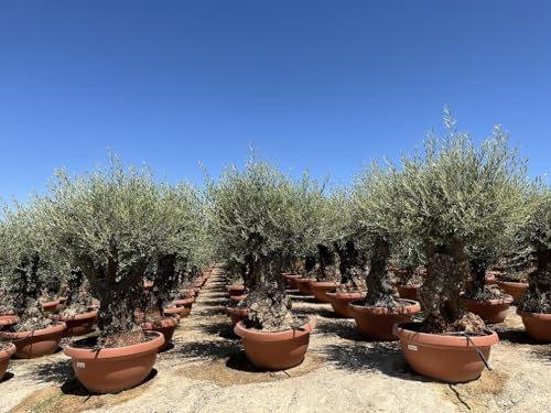 Sunny Tree - Olivenbaum - Olea Europaea - Winterharte Olvenbaum Bonsai 200 cm - 100 Jahre Alter Olivenbaum - Fruchttragend
