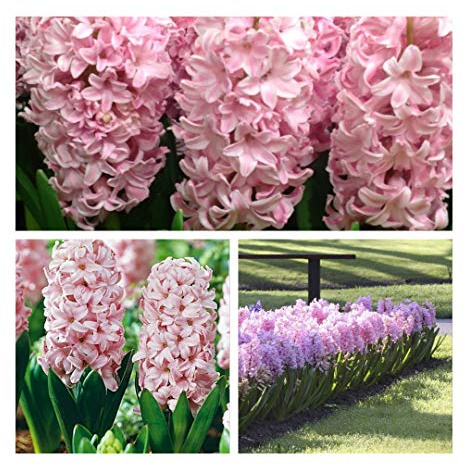 Hyacinth Fondant x 10 Bulbs Size 15/16 Highly Scented Spring Flowers.Easy to Grow