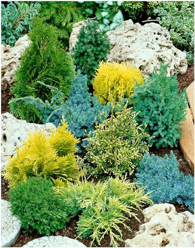 [x8] Dwarf Conifer Collection | Variety-Pack | P9 Pot Plants | Evergreen Shrubs