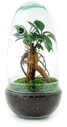 urbanjngl - urbanjngl.com - Egg Bonsai - Flaschengarten - Zweiteilige Glaskuppel - DIY Terrarium mit Pflanzen im Glas - Ø 12 cm ↑ 25 cm