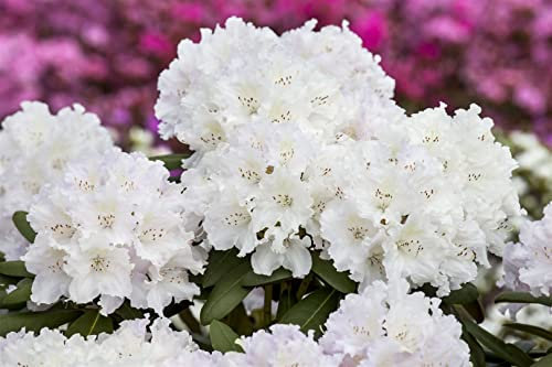 Rhododendron yakushimanum 'Yaku Angel' 30-40 cm - Rhododendron, weiße Blüten, Blütezeit Mai-Juni, ideal für Halbschatten, immergrün, winterhart