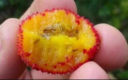 Corbezzolo Semi, Albero da Frutta, Frutti Abbondanti e Dolci Ricchi di Vitamine