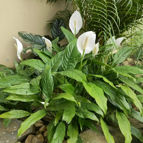 Semi di giglio pace, da appartamento resistenti all'esterno Spathiphyllum kochii, semi di da interno per il soggiorno ufficio d'appartamento 100pcs
