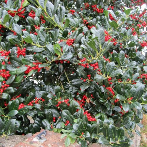 Carbeth Plants - Live Holly Plant Ilex aquifolium Lucifer in 12cm Pot - Real Evergreen Glossy Foliaged Berried Shrub - Winter Hardy Outdoor Growing Hedging Plant