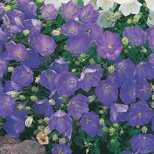 Zwergglockenblume (blau)