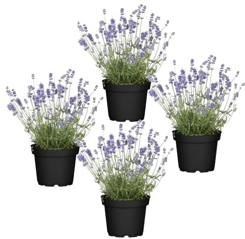 Cuatro Plantas de Lavanda - Plantas Premium DECOALIVE - Hierbas Naturales para Huerto Urbano - Plantas Aromáticas