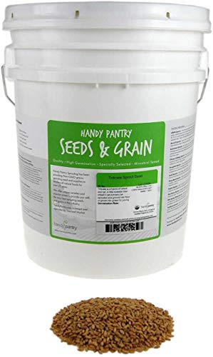 Organic Triticale Seeds- 30 Lbs- Triticale Grain Seed: Sprouting Sprouts, Cooking, Grind Flour, Food Storage & More