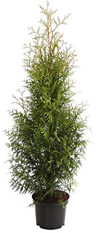 Dehner Thuja Brabant, für 7 Meter Hecke, ca. 140-160 cm, 12 x 23 l Topf, Heckenpflanze