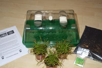 Fleischfressende Pflanze, komplett Set Drosera.