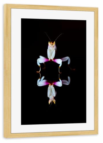 artboxONE Poster mit Rahmen Kiefer 75x50 cm Orchideen Gottesanbeterin von Die Welt Tanzt Farben - gerahmtes Poster