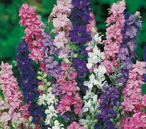 Buy4seeds 600 Seeds Larkspur Imperial Mix-Delphinium Useful for Gardening (600 Seeds) Easy to Grow