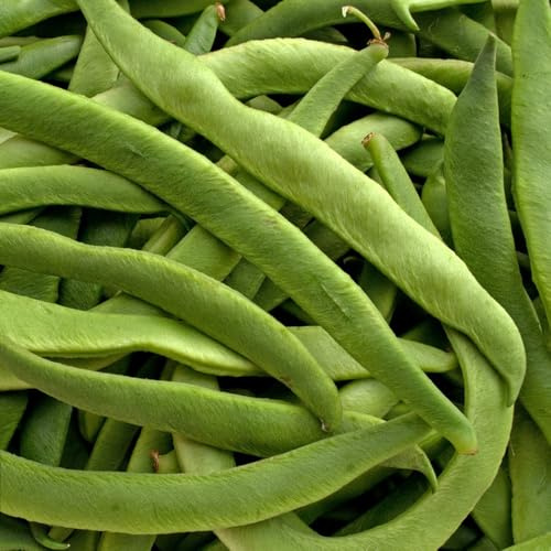 semi di fagiolini - esotiche perenni resistenti biologici aiuole rialzate giardino 30pcs