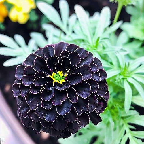 100 piezas de semillas de caléndula negras