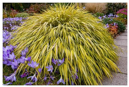 Stauden Gänge 5 x Hakonechloa macra 'Aureola' Japanisches Gold Berggras