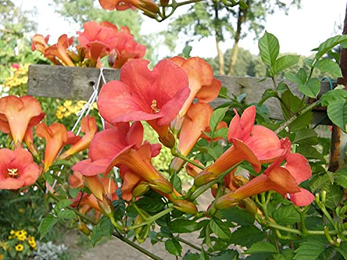 Große Klettertrompete Campsis × tagliabuana 'Mme Galen' Pflanze 35-40cm veredelt