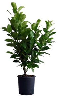 Vivaio Garden Forest Lauroceraso Prunus laurocerasus, 50 unità