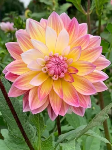 Dahlia tubers-Mix for Planting Now UK,Hardy Perennial,Wedding Flowers,Strong Plants That Grow Well,Beauty of Garden,Gift Ready-2 Bulbs-D