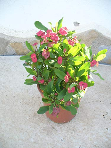 Christusdorn (Euphorbia millii) rot 35-45 cm, ein Pflanze im Topf