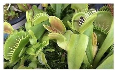 Stk - 3x Dionaea muscipula Funnel Trap Venusfliegenfalle Pflanzen - Samen B1236 - Seeds & Plants Shop by Ipsa