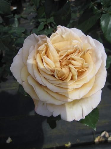 Rosa Rallye des Gazelles ® - Edelrose - Duft++++ - Delbard-Rose