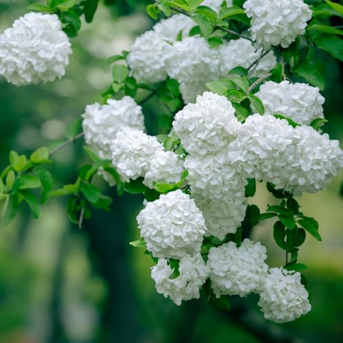 semillas hortensias de balcón primavera de oficina en extremadamente resistentes decoración sala estar invernaderos balcón jardín interior primavera 50pcs