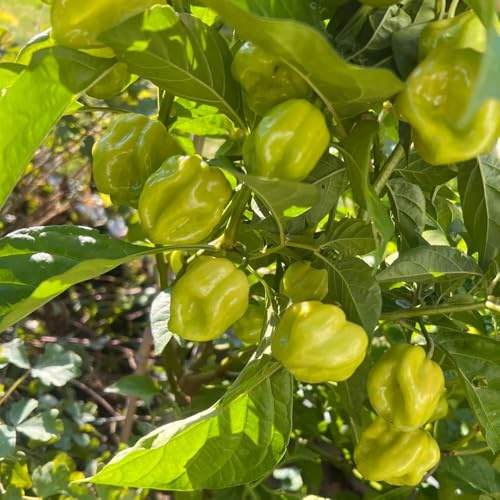 Semillas de habanero - jardín en el balcón balcón invernadero semillas chile chile jardín sostenibles hortícolas exótico raro del 200pcs