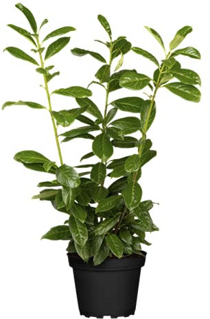 Prunus laurocerasus 40–60 cm – Winterhart, Immergrün, Pflegeleicht – Kirschlorbeer – Heckenpflanze für Garten & Sichtschutz