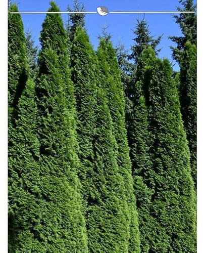 Lebensbaum Thuja Smaragd 200-225 cm. 18 Thuja Pflanzen. Sichtschutz Hecke