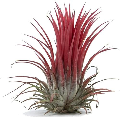 Air Plant Pack - Easy to Keep - Live House Airplants - Mixed Selection (1)