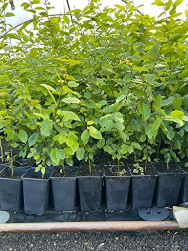 Carpinus betulus 60-100 cm - Hainbuche, ideal für Hecken, dicht verzweigt, schnittverträglich, winterhart, pflegeleicht