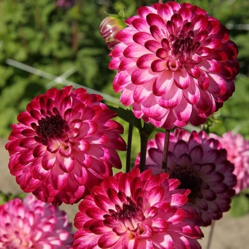 Dahlie Little Robert | 1 Stück | Knolle | Schnittblume | Lila | Rosa | 100% Blütegarantie | QFB Gardening