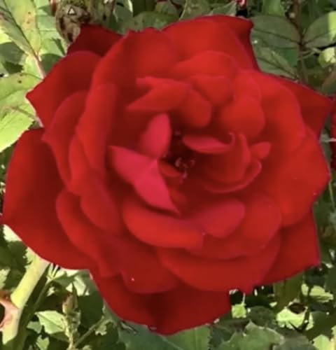 Grand Award - Climbing Rose - Abundance of Deep Red Blooms - Bare Root