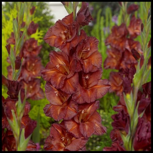 Cut Flowers/Greening Flower/Excellent Display/Good for Containers/Gladiolus Bulbs for Planting/Natural Organic-5 Bulbs-E