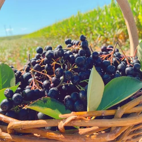 aronia de bonsái enanos semillas Camas elevadas para el jardín decoración oficina reverdecimiento tejados cama elevada 30pcs