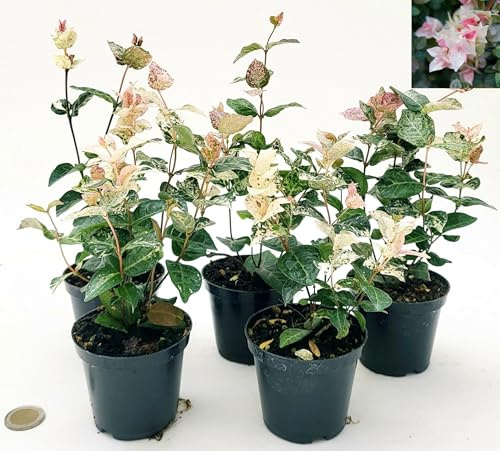 POWERS TO FLOWERS - TRACHELOSPERMUM JASMINOIDES TRICOLOR, GELSOMINO ROSA, VASO 10CM, 5 piante, piante vere